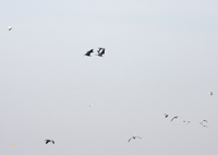 Snow Geese 6465